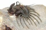 Alien-Looking Quadrops Trilobite - Top Quality Specimen #356938-4